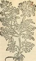 An illustration from [Les six livres de Pedacion Dioscoride d'Anazarbe de la matiere medicinale : translatez de latin en françois : a chacun chapitre sont aioustees certaines annotations fort doctes, & recueillies des plus excellens medecins, anciens, & modernes (1553)