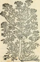 An illustration from [Les six livres de Pedacion Dioscoride d'Anazarbe de la matiere medicinale : translatez de latin en françois : a chacun chapitre sont aioustees certaines annotations fort doctes, & recueillies des plus excellens medecins, anciens, & modernes (1553)