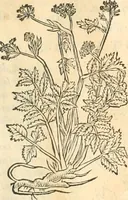 An illustration from [Les six livres de Pedacion Dioscoride d'Anazarbe de la matiere medicinale : translatez de latin en françois : a chacun chapitre sont aioustees certaines annotations fort doctes, & recueillies des plus excellens medecins, anciens, & modernes (1553)