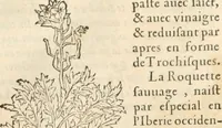 An illustration from [Les six livres de Pedacion Dioscoride d'Anazarbe de la matiere medicinale : translatez de latin en françois : a chacun chapitre sont aioustees certaines annotations fort doctes, & recueillies des plus excellens medecins, anciens, & modernes (1553)
