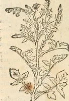 An illustration from [Les six livres de Pedacion Dioscoride d'Anazarbe de la matiere medicinale : translatez de latin en françois : a chacun chapitre sont aioustees certaines annotations fort doctes, & recueillies des plus excellens medecins, anciens, & modernes (1553)