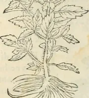 Picture 123 of 339 from [Les six livres de Pedacion Dioscoride d'Anazarbe de la matiere medicinale : translatez de latin en françois : a chacun chapitre sont aioustees certaines annotations fort doctes, & recueillies des plus excellens medecins, anciens, & modernes (1553), leaf 159