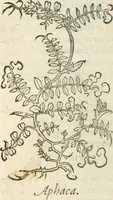 An illustration from [Les six livres de Pedacion Dioscoride d'Anazarbe de la matiere medicinale : translatez de latin en françois : a chacun chapitre sont aioustees certaines annotations fort doctes, & recueillies des plus excellens medecins, anciens, & modernes (1553)