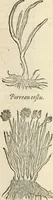 An illustration from [Les six livres de Pedacion Dioscoride d'Anazarbe de la matiere medicinale : translatez de latin en françois : a chacun chapitre sont aioustees certaines annotations fort doctes, & recueillies des plus excellens medecins, anciens, & modernes (1553)