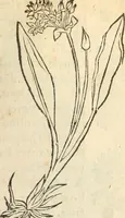 An illustration from [Les six livres de Pedacion Dioscoride d'Anazarbe de la matiere medicinale : translatez de latin en françois : a chacun chapitre sont aioustees certaines annotations fort doctes, & recueillies des plus excellens medecins, anciens, & modernes (1553)