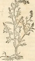 Picture 129 of 339 from [Les six livres de Pedacion Dioscoride d'Anazarbe de la matiere medicinale : translatez de latin en françois : a chacun chapitre sont aioustees certaines annotations fort doctes, & recueillies des plus excellens medecins, anciens, & modernes (1553), leaf 165