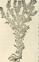 An illustration from [Les six livres de Pedacion Dioscoride d'Anazarbe de la matiere medicinale : translatez de latin en françois : a chacun chapitre sont aioustees certaines annotations fort doctes, & recueillies des plus excellens medecins, anciens, & modernes (1553)