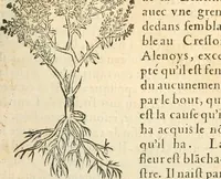 Picture 131 of 339 from [Les six livres de Pedacion Dioscoride d'Anazarbe de la matiere medicinale : translatez de latin en françois : a chacun chapitre sont aioustees certaines annotations fort doctes, & recueillies des plus excellens medecins, anciens, & modernes (1553), leaf 166