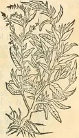 Picture 132 of 339 from [Les six livres de Pedacion Dioscoride d'Anazarbe de la matiere medicinale : translatez de latin en françois : a chacun chapitre sont aioustees certaines annotations fort doctes, & recueillies des plus excellens medecins, anciens, & modernes (1553), leaf 168