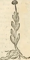 Picture 133 of 339 from [Les six livres de Pedacion Dioscoride d'Anazarbe de la matiere medicinale : translatez de latin en françois : a chacun chapitre sont aioustees certaines annotations fort doctes, & recueillies des plus excellens medecins, anciens, & modernes (1553), leaf 169