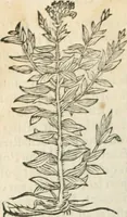 An illustration from [Les six livres de Pedacion Dioscoride d'Anazarbe de la matiere medicinale : translatez de latin en françois : a chacun chapitre sont aioustees certaines annotations fort doctes, & recueillies des plus excellens medecins, anciens, & modernes (1553)