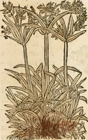 An illustration from [Les six livres de Pedacion Dioscoride d'Anazarbe de la matiere medicinale : translatez de latin en françois : a chacun chapitre sont aioustees certaines annotations fort doctes, & recueillies des plus excellens medecins, anciens, & modernes (1553)