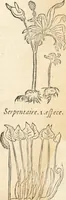 Picture 135 of 339 from [Les six livres de Pedacion Dioscoride d'Anazarbe de la matiere medicinale : translatez de latin en françois : a chacun chapitre sont aioustees certaines annotations fort doctes, & recueillies des plus excellens medecins, anciens, & modernes (1553), leaf 171