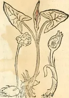 Picture 136 of 339 from [Les six livres de Pedacion Dioscoride d'Anazarbe de la matiere medicinale : translatez de latin en françois : a chacun chapitre sont aioustees certaines annotations fort doctes, & recueillies des plus excellens medecins, anciens, & modernes (1553), leaf 172