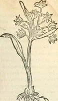 An illustration from [Les six livres de Pedacion Dioscoride d'Anazarbe de la matiere medicinale : translatez de latin en françois : a chacun chapitre sont aioustees certaines annotations fort doctes, & recueillies des plus excellens medecins, anciens, & modernes (1553)