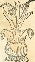 An illustration from [Les six livres de Pedacion Dioscoride d'Anazarbe de la matiere medicinale : translatez de latin en françois : a chacun chapitre sont aioustees certaines annotations fort doctes, & recueillies des plus excellens medecins, anciens, & modernes (1553)