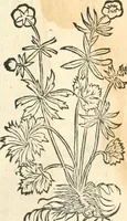An illustration from [Les six livres de Pedacion Dioscoride d'Anazarbe de la matiere medicinale : translatez de latin en françois : a chacun chapitre sont aioustees certaines annotations fort doctes, & recueillies des plus excellens medecins, anciens, & modernes (1553)