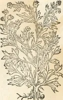 An illustration from [Les six livres de Pedacion Dioscoride d'Anazarbe de la matiere medicinale : translatez de latin en françois : a chacun chapitre sont aioustees certaines annotations fort doctes, & recueillies des plus excellens medecins, anciens, & modernes (1553)