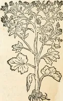 An illustration from [Les six livres de Pedacion Dioscoride d'Anazarbe de la matiere medicinale : translatez de latin en françois : a chacun chapitre sont aioustees certaines annotations fort doctes, & recueillies des plus excellens medecins, anciens, & modernes (1553)