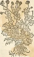 An illustration from [Les six livres de Pedacion Dioscoride d'Anazarbe de la matiere medicinale : translatez de latin en françois : a chacun chapitre sont aioustees certaines annotations fort doctes, & recueillies des plus excellens medecins, anciens, & modernes (1553)