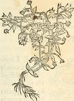 An illustration from [Les six livres de Pedacion Dioscoride d'Anazarbe de la matiere medicinale : translatez de latin en françois : a chacun chapitre sont aioustees certaines annotations fort doctes, & recueillies des plus excellens medecins, anciens, & modernes (1553)