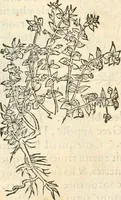 An illustration from [Les six livres de Pedacion Dioscoride d'Anazarbe de la matiere medicinale : translatez de latin en françois : a chacun chapitre sont aioustees certaines annotations fort doctes, & recueillies des plus excellens medecins, anciens, & modernes (1553)