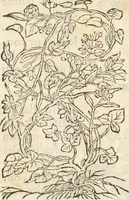 An illustration from [Les six livres de Pedacion Dioscoride d'Anazarbe de la matiere medicinale : translatez de latin en françois : a chacun chapitre sont aioustees certaines annotations fort doctes, & recueillies des plus excellens medecins, anciens, & modernes (1553)