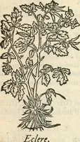 Picture 148 of 339 from [Les six livres de Pedacion Dioscoride d'Anazarbe de la matiere medicinale : translatez de latin en françois : a chacun chapitre sont aioustees certaines annotations fort doctes, & recueillies des plus excellens medecins, anciens, & modernes (1553), leaf 180