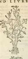 Picture 149 of 339 from [Les six livres de Pedacion Dioscoride d'Anazarbe de la matiere medicinale : translatez de latin en françois : a chacun chapitre sont aioustees certaines annotations fort doctes, & recueillies des plus excellens medecins, anciens, & modernes (1553), leaf 181