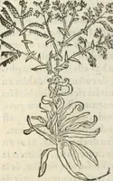 Picture 150 of 339 from [Les six livres de Pedacion Dioscoride d'Anazarbe de la matiere medicinale : translatez de latin en françois : a chacun chapitre sont aioustees certaines annotations fort doctes, & recueillies des plus excellens medecins, anciens, & modernes (1553), leaf 181