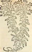 An illustration from [Les six livres de Pedacion Dioscoride d'Anazarbe de la matiere medicinale : translatez de latin en françois : a chacun chapitre sont aioustees certaines annotations fort doctes, & recueillies des plus excellens medecins, anciens, & modernes (1553)