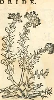 An illustration from [Les six livres de Pedacion Dioscoride d'Anazarbe de la matiere medicinale : translatez de latin en françois : a chacun chapitre sont aioustees certaines annotations fort doctes, & recueillies des plus excellens medecins, anciens, & modernes (1553)
