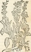 An illustration from [Les six livres de Pedacion Dioscoride d'Anazarbe de la matiere medicinale : translatez de latin en françois : a chacun chapitre sont aioustees certaines annotations fort doctes, & recueillies des plus excellens medecins, anciens, & modernes (1553)