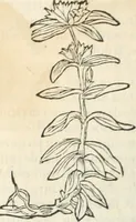 Picture 154 of 339 from [Les six livres de Pedacion Dioscoride d'Anazarbe de la matiere medicinale : translatez de latin en françois : a chacun chapitre sont aioustees certaines annotations fort doctes, & recueillies des plus excellens medecins, anciens, & modernes (1553), leaf 185