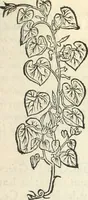 An illustration from [Les six livres de Pedacion Dioscoride d'Anazarbe de la matiere medicinale : translatez de latin en françois : a chacun chapitre sont aioustees certaines annotations fort doctes, & recueillies des plus excellens medecins, anciens, & modernes (1553)