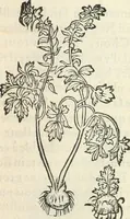 An illustration from [Les six livres de Pedacion Dioscoride d'Anazarbe de la matiere medicinale : translatez de latin en françois : a chacun chapitre sont aioustees certaines annotations fort doctes, & recueillies des plus excellens medecins, anciens, & modernes (1553)