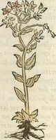 An illustration from [Les six livres de Pedacion Dioscoride d'Anazarbe de la matiere medicinale : translatez de latin en françois : a chacun chapitre sont aioustees certaines annotations fort doctes, & recueillies des plus excellens medecins, anciens, & modernes (1553)