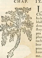 An illustration from [Les six livres de Pedacion Dioscoride d'Anazarbe de la matiere medicinale : translatez de latin en françois : a chacun chapitre sont aioustees certaines annotations fort doctes, & recueillies des plus excellens medecins, anciens, & modernes (1553)