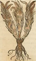 An illustration from [Les six livres de Pedacion Dioscoride d'Anazarbe de la matiere medicinale : translatez de latin en françois : a chacun chapitre sont aioustees certaines annotations fort doctes, & recueillies des plus excellens medecins, anciens, & modernes (1553)