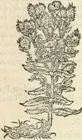 An illustration from [Les six livres de Pedacion Dioscoride d'Anazarbe de la matiere medicinale : translatez de latin en françois : a chacun chapitre sont aioustees certaines annotations fort doctes, & recueillies des plus excellens medecins, anciens, & modernes (1553)