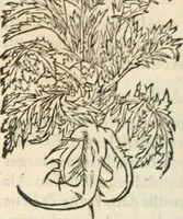 An illustration from [Les six livres de Pedacion Dioscoride d'Anazarbe de la matiere medicinale : translatez de latin en françois : a chacun chapitre sont aioustees certaines annotations fort doctes, & recueillies des plus excellens medecins, anciens, & modernes (1553)