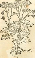 An illustration from [Les six livres de Pedacion Dioscoride d'Anazarbe de la matiere medicinale : translatez de latin en françois : a chacun chapitre sont aioustees certaines annotations fort doctes, & recueillies des plus excellens medecins, anciens, & modernes (1553)