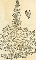 An illustration from [Les six livres de Pedacion Dioscoride d'Anazarbe de la matiere medicinale : translatez de latin en françois : a chacun chapitre sont aioustees certaines annotations fort doctes, & recueillies des plus excellens medecins, anciens, & modernes (1553)