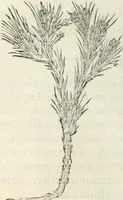 An illustration from [Les six livres de Pedacion Dioscoride d'Anazarbe de la matiere medicinale : translatez de latin en françois : a chacun chapitre sont aioustees certaines annotations fort doctes, & recueillies des plus excellens medecins, anciens, & modernes (1553)