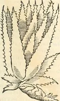 An illustration from [Les six livres de Pedacion Dioscoride d'Anazarbe de la matiere medicinale : translatez de latin en françois : a chacun chapitre sont aioustees certaines annotations fort doctes, & recueillies des plus excellens medecins, anciens, & modernes (1553)