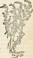 Picture 168 of 339 from [Les six livres de Pedacion Dioscoride d'Anazarbe de la matiere medicinale : translatez de latin en françois : a chacun chapitre sont aioustees certaines annotations fort doctes, & recueillies des plus excellens medecins, anciens, & modernes (1553), leaf 197