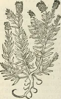 An illustration from [Les six livres de Pedacion Dioscoride d'Anazarbe de la matiere medicinale : translatez de latin en françois : a chacun chapitre sont aioustees certaines annotations fort doctes, & recueillies des plus excellens medecins, anciens, & modernes (1553)