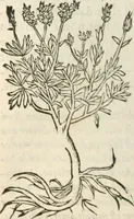 An illustration from [Les six livres de Pedacion Dioscoride d'Anazarbe de la matiere medicinale : translatez de latin en françois : a chacun chapitre sont aioustees certaines annotations fort doctes, & recueillies des plus excellens medecins, anciens, & modernes (1553)