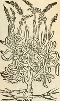 An illustration from [Les six livres de Pedacion Dioscoride d'Anazarbe de la matiere medicinale : translatez de latin en françois : a chacun chapitre sont aioustees certaines annotations fort doctes, & recueillies des plus excellens medecins, anciens, & modernes (1553)