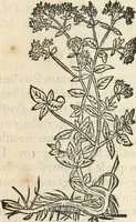 An illustration from [Les six livres de Pedacion Dioscoride d'Anazarbe de la matiere medicinale : translatez de latin en françois : a chacun chapitre sont aioustees certaines annotations fort doctes, & recueillies des plus excellens medecins, anciens, & modernes (1553)